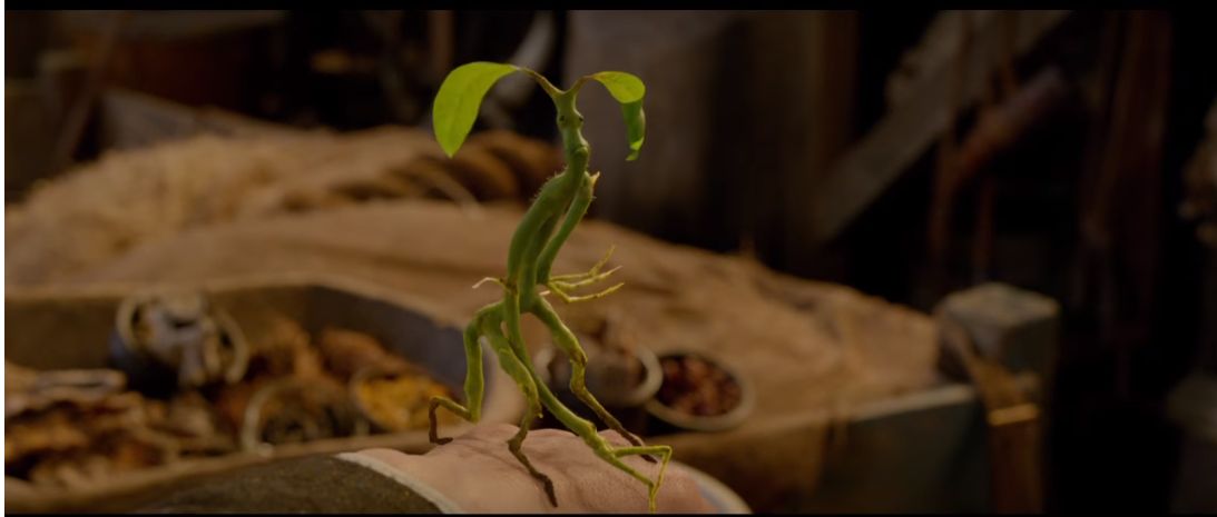 bowtruckle2.jpg