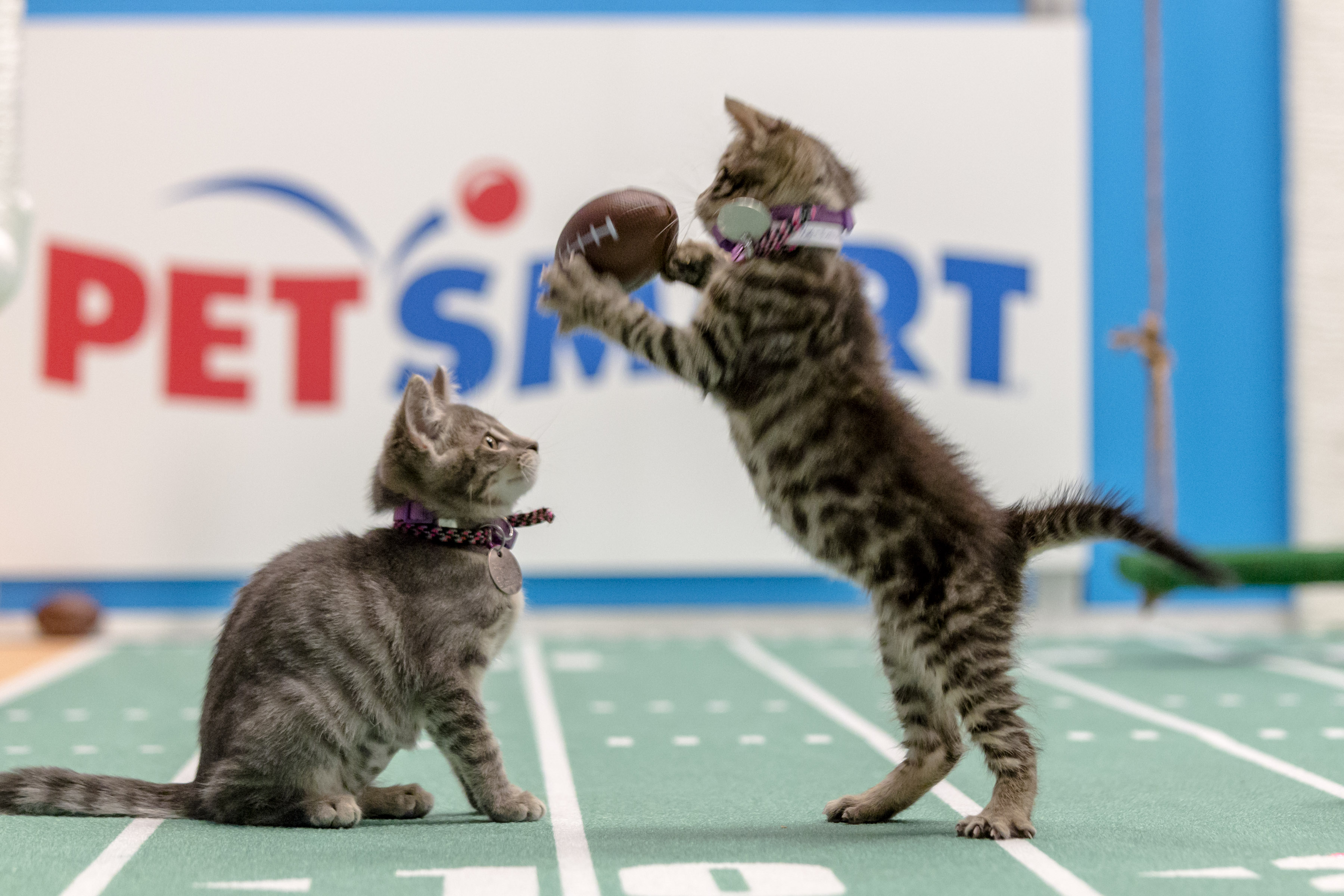 puppy bowl 2017 channel what time is the puppy bowl 2017 start time channel and more puppy bowl 2017 channel what time is the puppy bowl 2017 start time channel and more