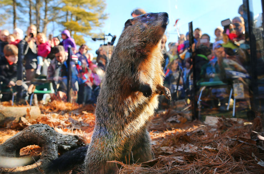 groundhog day on netflix 2017 groundhog day 2017 results did phil see his own shadow groundhog day on netflix 2017 groundhog day 2017 results did phil see his own shadow