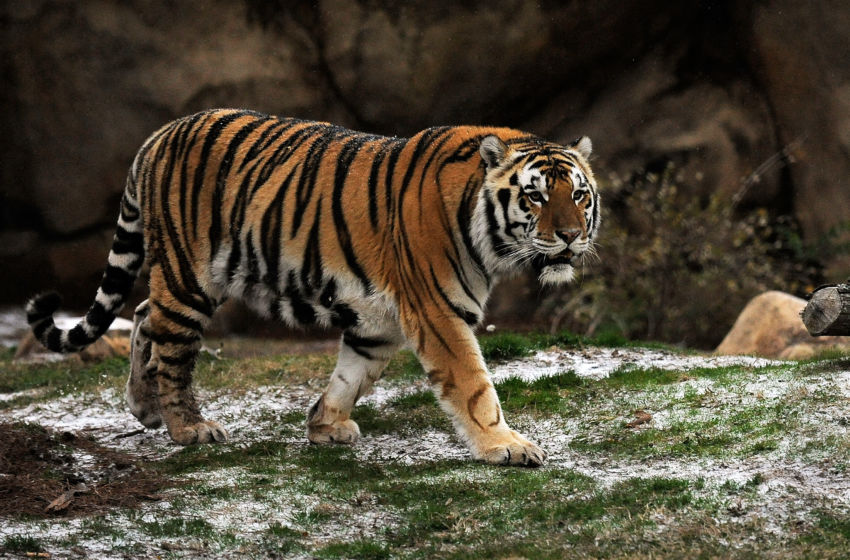 LSU mascot Mike the Tiger diagnosed with cancer